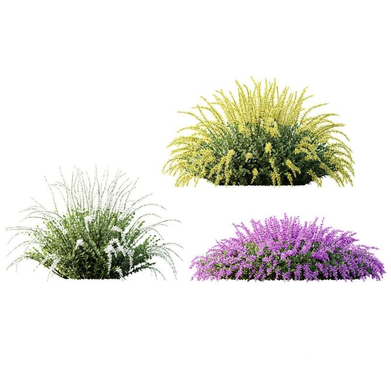 AV Spring flowering shrubs Calluna Vulgaris Helena Summer Broom Heather Garden Girls Image 1