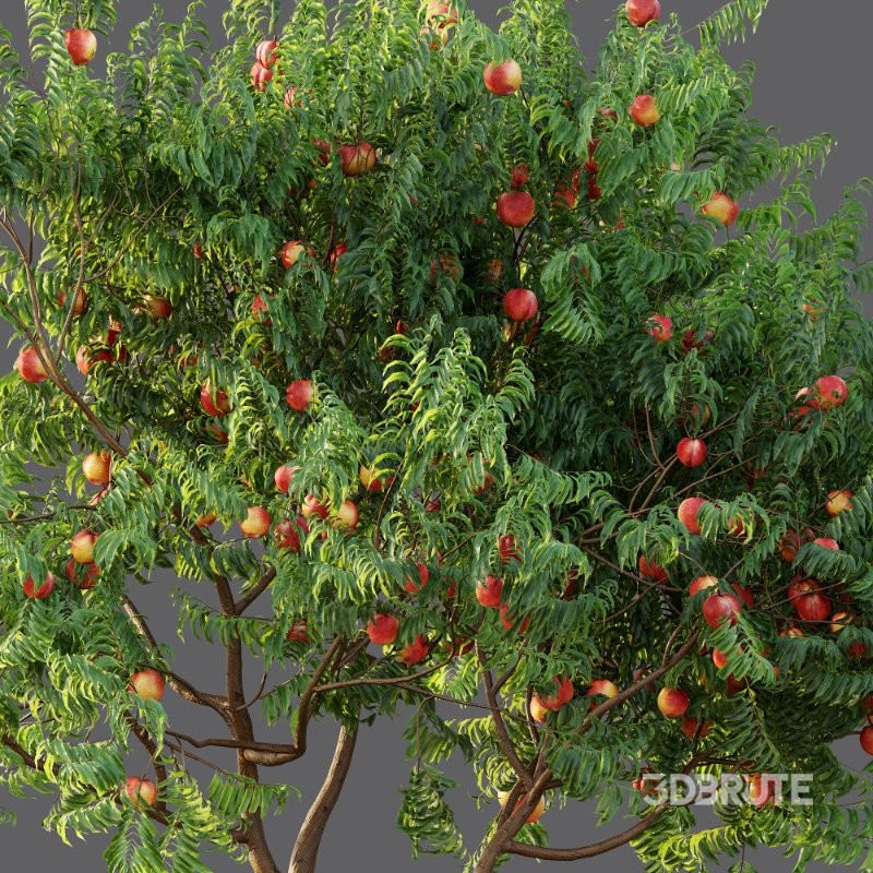 AV fruit trees Amygdalus Persica Peach and Orange tree Image 5