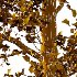 Diffrent Tilia platyphyllos Tree 001 - Thumbnail 7