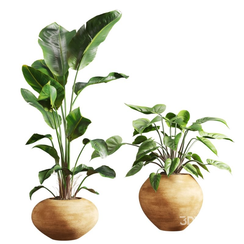 Faux Banana Syngonium in Terracotta Pots Image 2