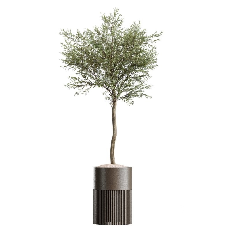 AV Indoor Plants Set 424 Yucca Palm and Elegant Monstera and Olive Tree and Euphorbia Drupifera Image 4