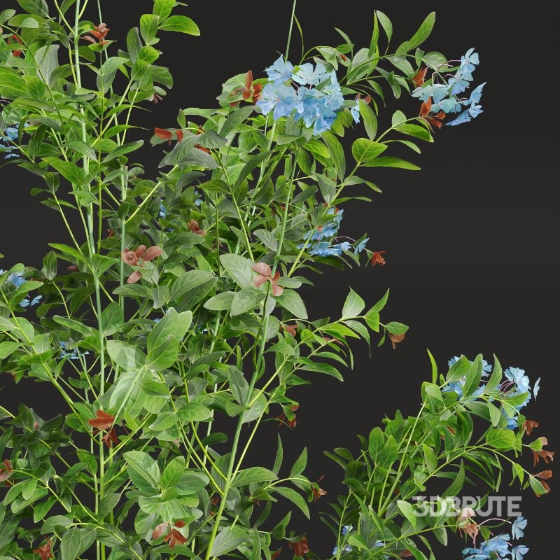 ntal shrubs bring color, texture, and natural density to gardens, parks, residential exteriors, and botanical visualizations. Image 8