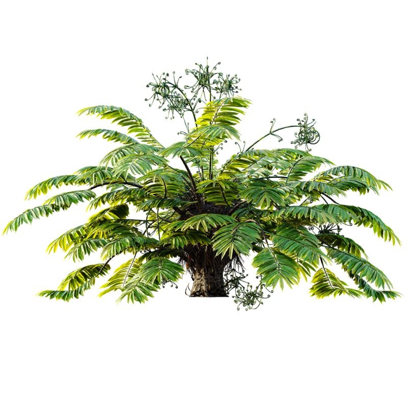 AV Angiopteris Fokiensis Fern Forest and Rhapis Excelsa Image 2