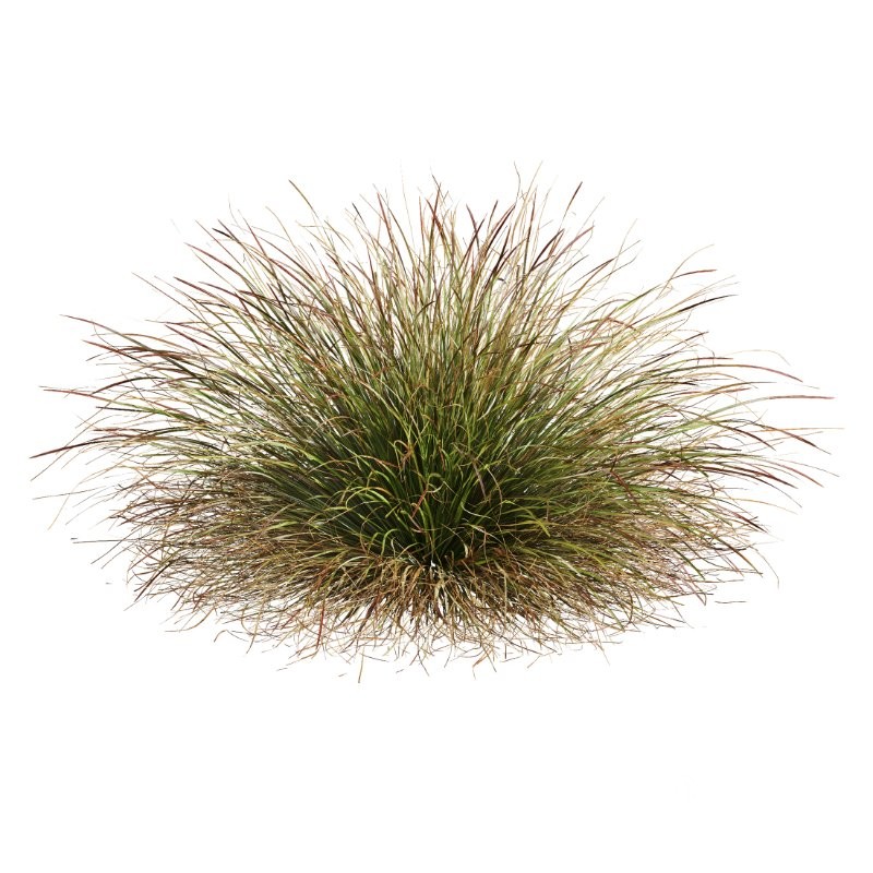 ntal grasses. These tufted, wind-swept grasses are modeled with exceptional care to capture their signature arching blades, airy volume, and subtle color variation ranging from warm yellow-greens to earthy bronze tones. Image 2