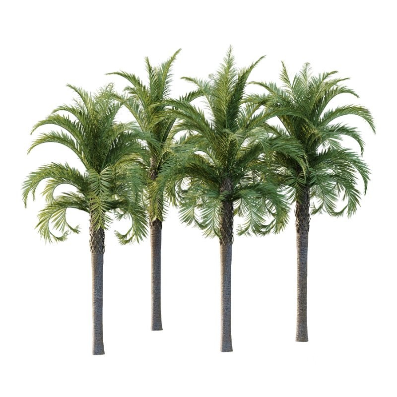 Curly Palm Tree 02 Image 4