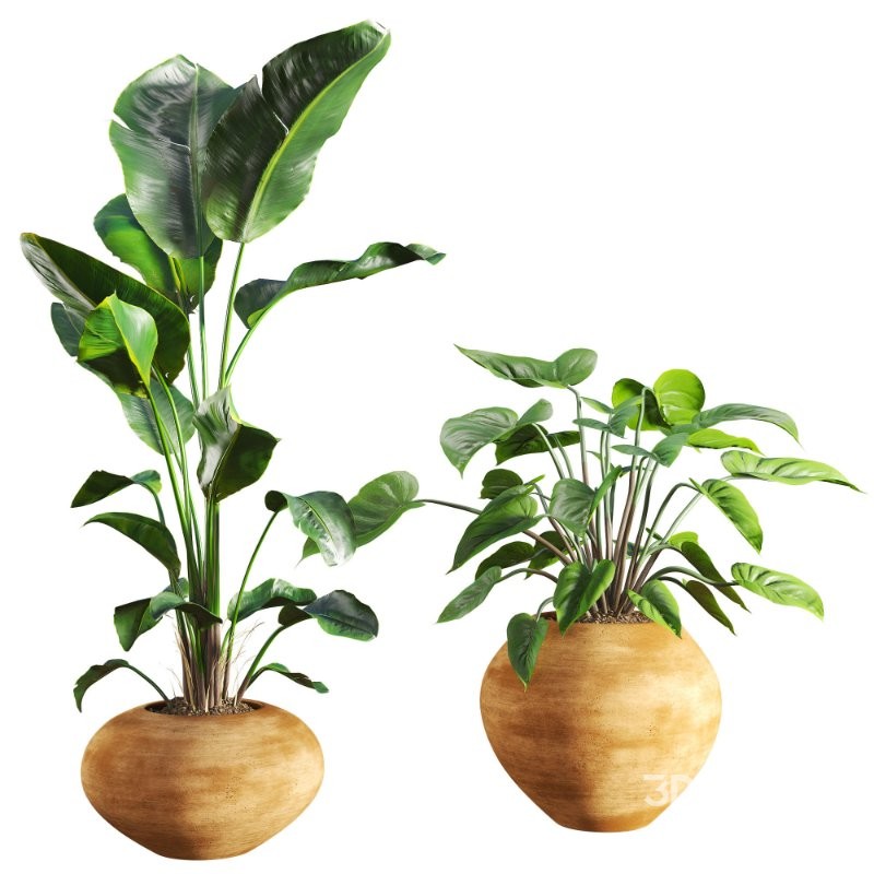 Faux Banana Syngonium in Terracotta Pots Image 1