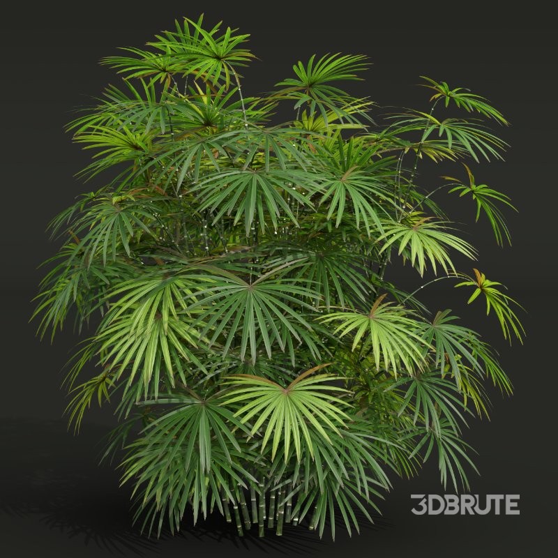 AV Angiopteris Fokiensis Fern Forest and Rhapis Excelsa Image 9