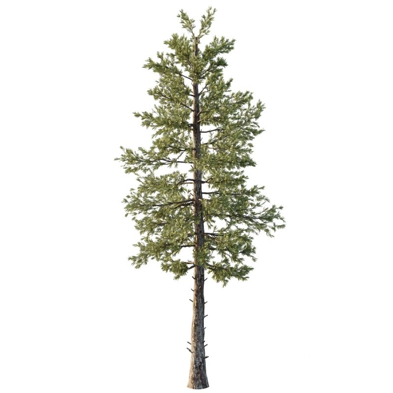 Douglas Fir Tree 02 Image 1