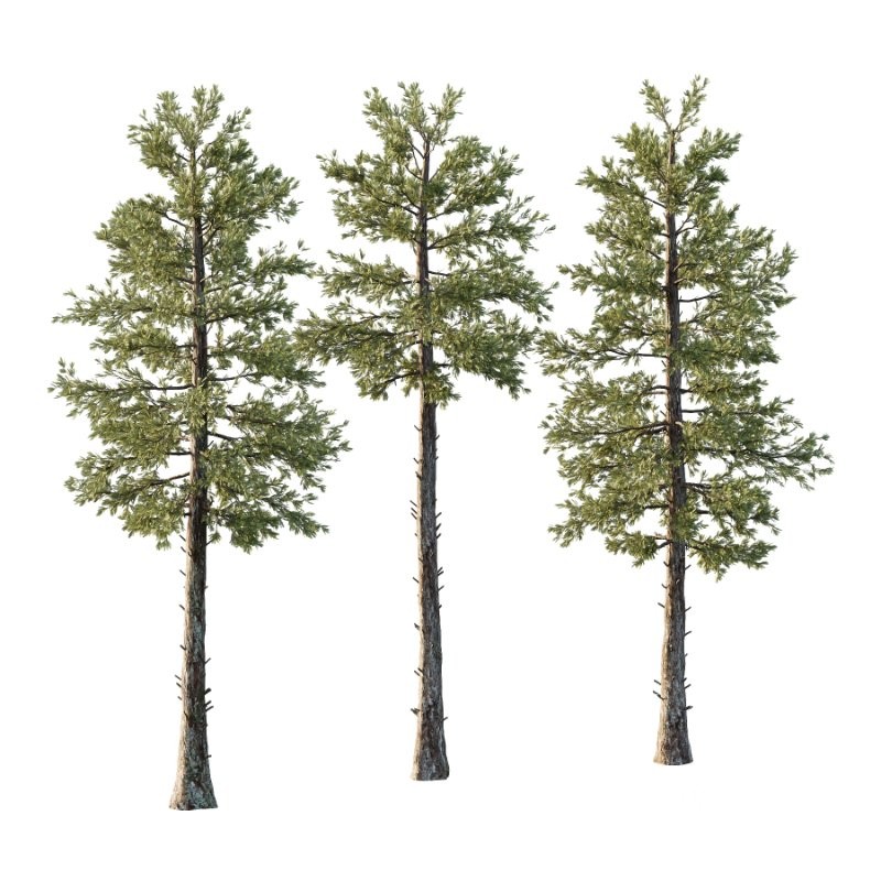 Douglas Fir Tree 02 Image 2