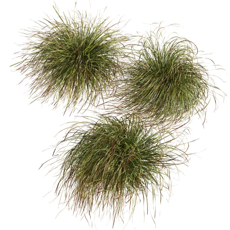 ntal grasses. These tufted, wind-swept grasses are modeled with exceptional care to capture their signature arching blades, airy volume, and subtle color variation ranging from warm yellow-greens to earthy bronze tones. Image 7