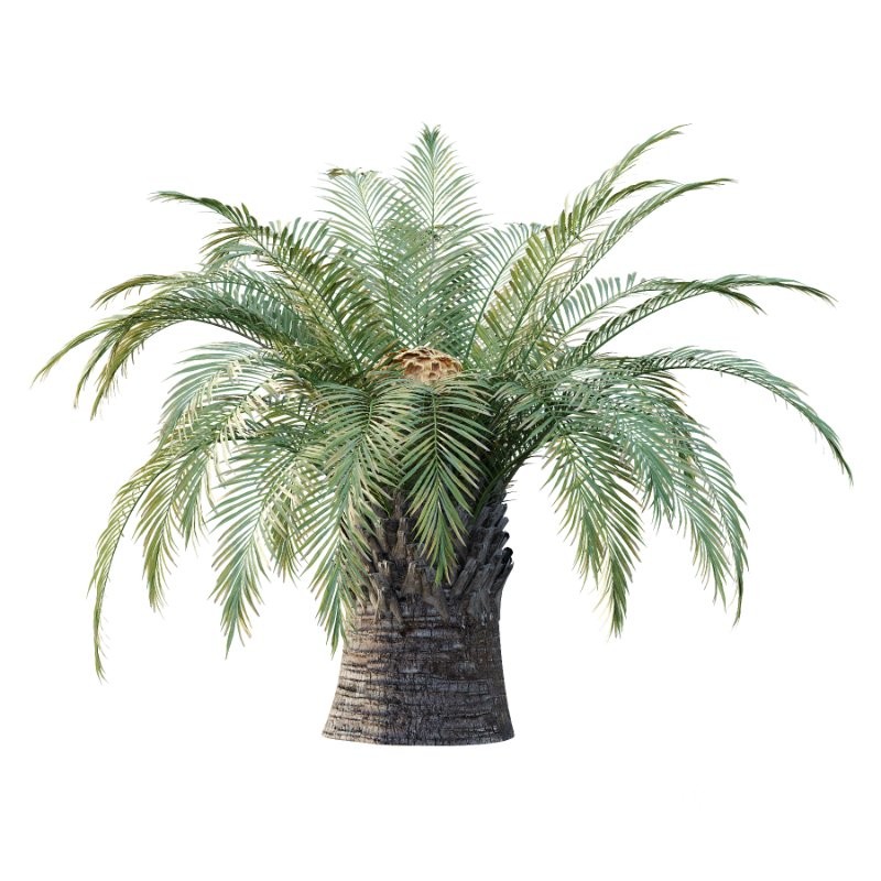 Sago Palm Tree 01 Image 4