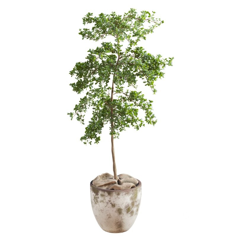 Bucida Buceras In Vintage Pot Image 3