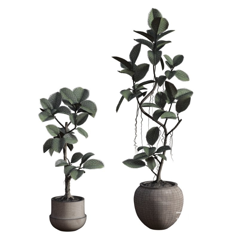 Ficus Elastica Plant Clay Stone Pot Image 3