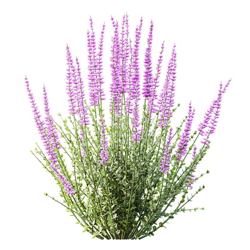 AV Calluna Vulgaris Helena Summer Broom Heather Garden Girls and Concinna Bonsai Pruned Image 2