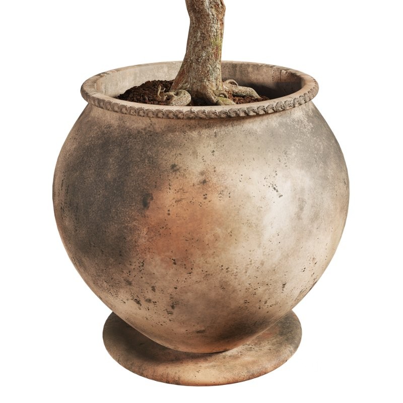 Ficus Plant in Rustic Clay Terracotta Pot Image 3