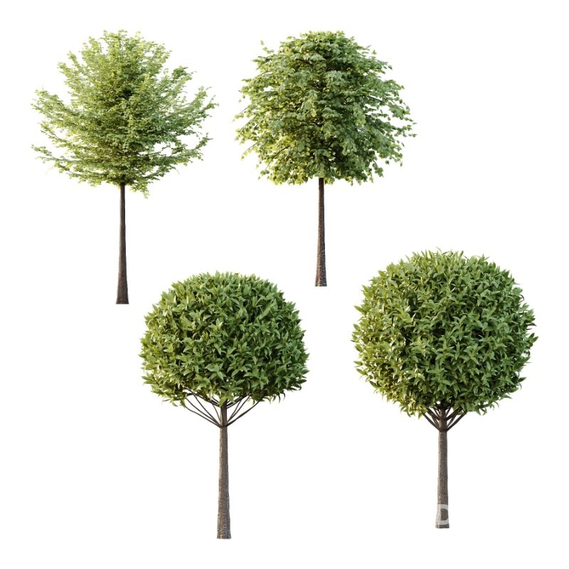 Diffrent Trees 01 Image 5