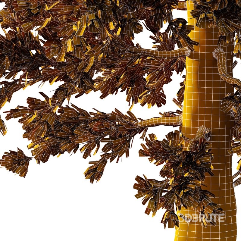 Douglas Fir Tree 03 Image 3