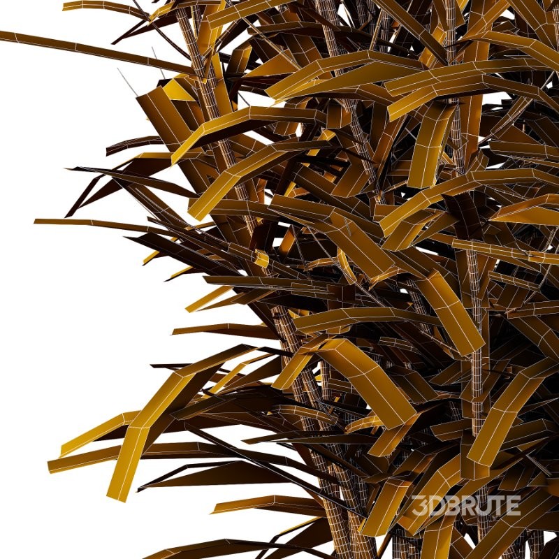 Verbena Bonariensis Plant 02 Image 4