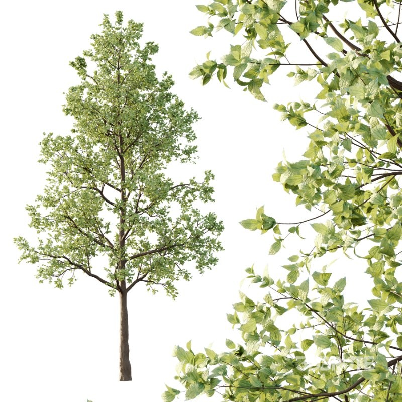 Diffrent Tree Tilia platyphyllos Celtis australis 05 Image 3