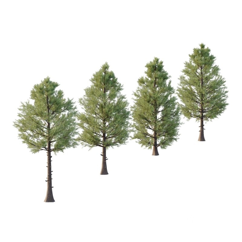 Eastern Red Cedar 02 Image 1