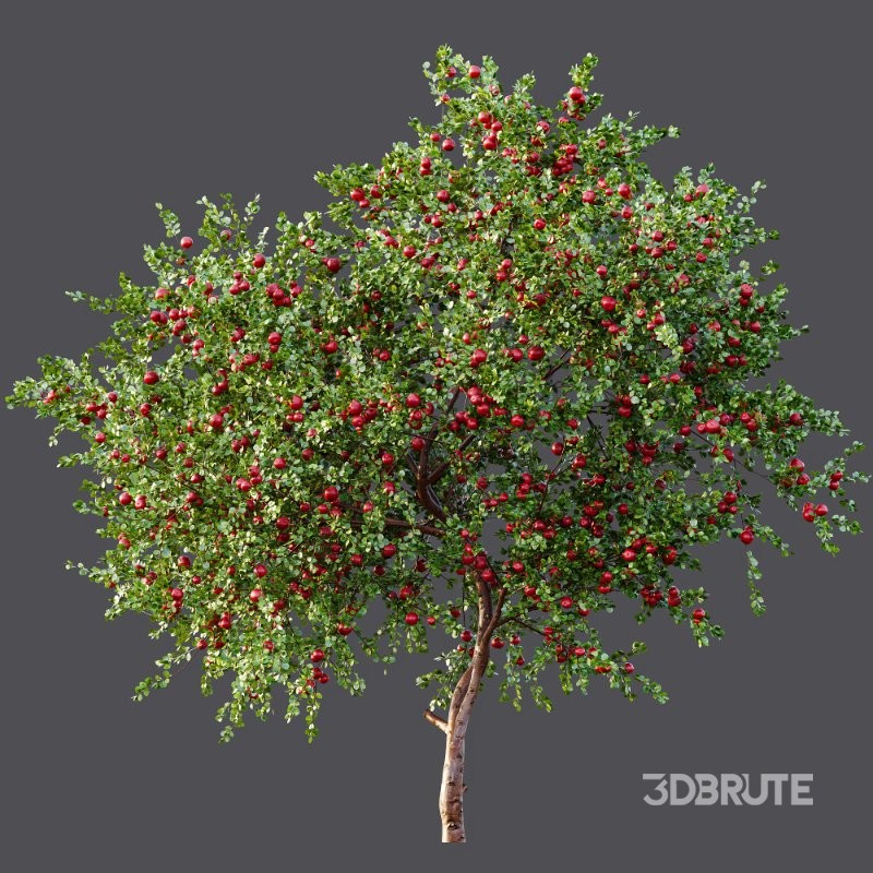 ntal quality that enhances any architectural setting. Together, these trees provide a beautiful balance of form, density, and seasonal character. Image 4