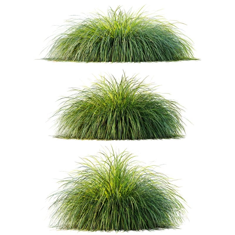 ntal grass collection featuring Stipa Arundinacea ‘Sweet’ and Carex Elata ‘Aurea’. This set combines the airy, flowing character of Stipa with the dense, arching structure and fresh golden-green tones of Carex, creating a natural balance that works beautifully in contemporary gardens, parks, urban landscapes, and architectural visualizations. Image 4