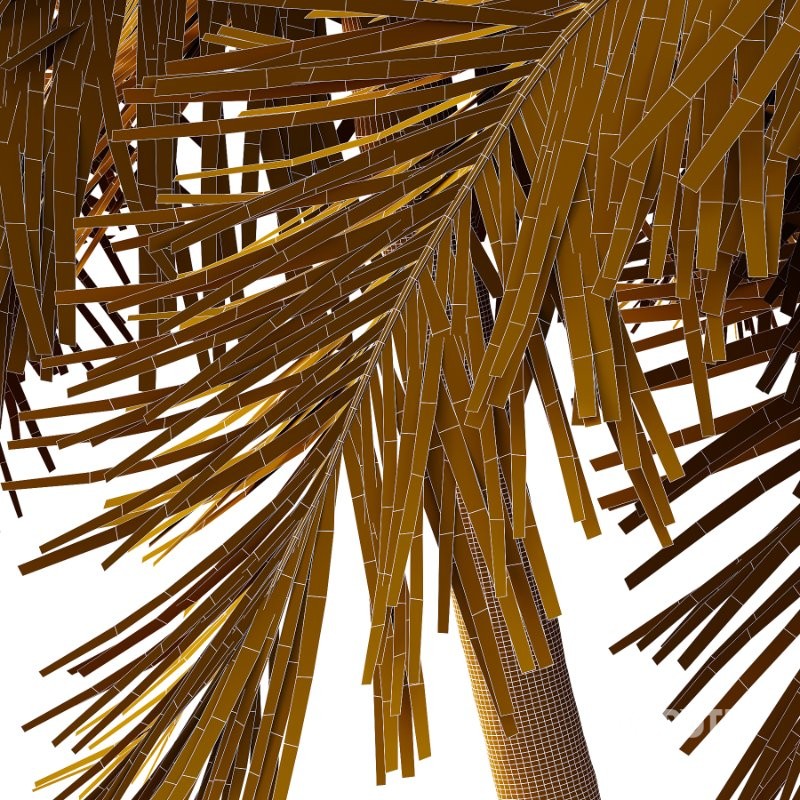 Roystonea Regia Tree 11 Image 4