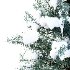 Douglas Fir Winter Tree 03 - Thumbnail 4