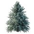 Blue Spruce Tree 01 - Thumbnail 4