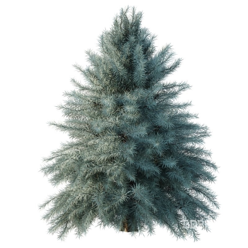 Blue Spruce Tree 01 Image 4