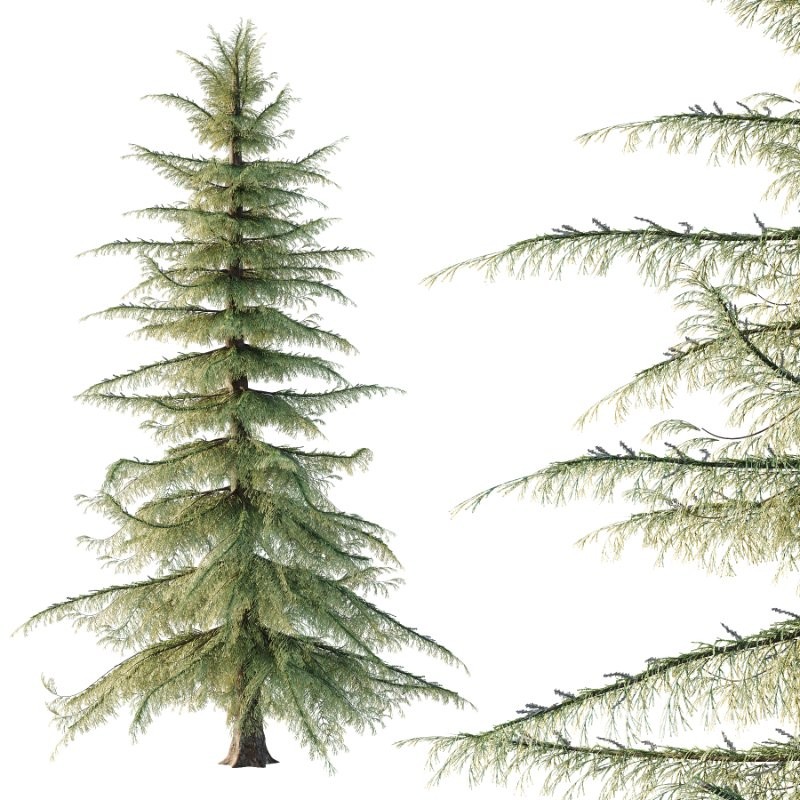 Alaska Cedar Tree 02 Image 5