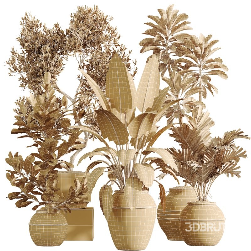 AV Indoor Plants Set 429 Palm Euphorbia Olive Ficus Image 8