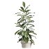 AV Indoor Plants Set 426 Ficus Fig Warneckii Sansevieria Orange - Thumbnail 4