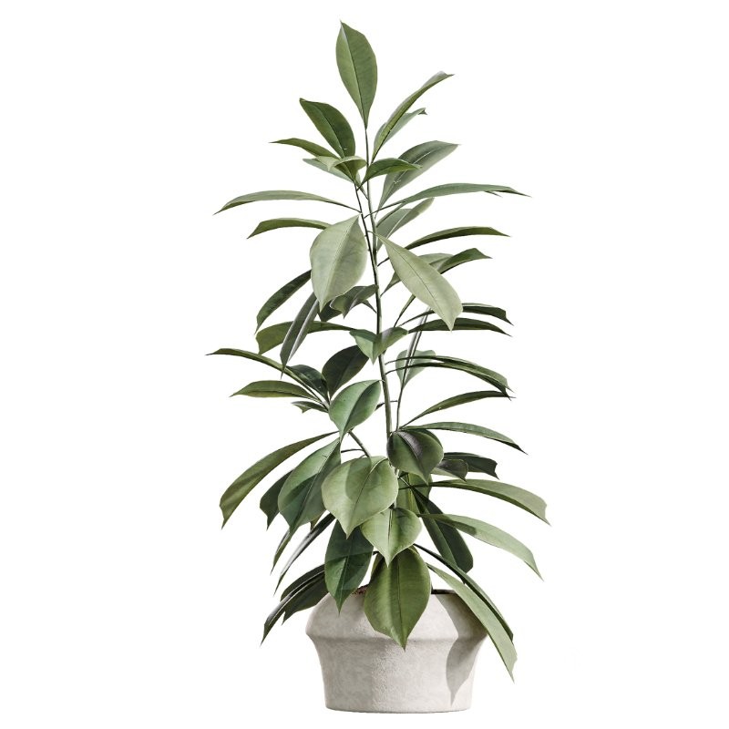 AV Indoor Plants Set 426 Ficus Fig Warneckii Sansevieria Orange Image 4