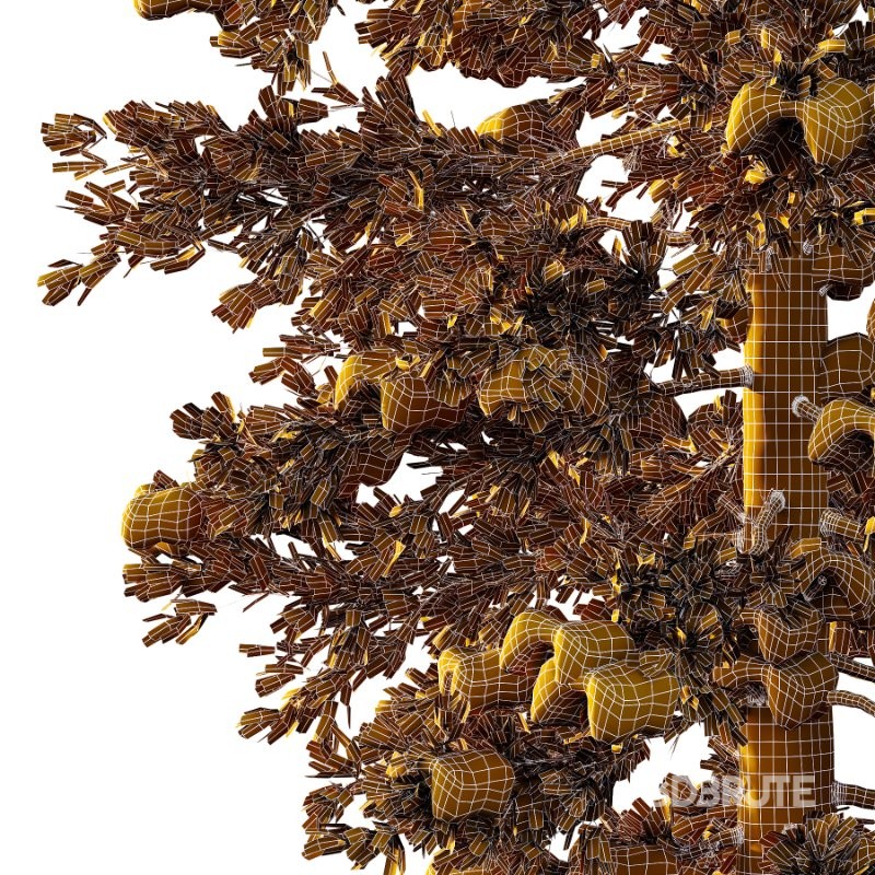 Douglas Fir Winter Tree 03 Image 3