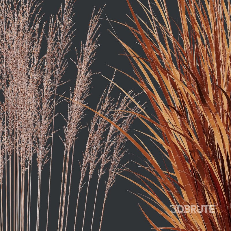 ntal grass set featuring Molinia Caerulea ‘Heidebraut’ (Kleines Pfeifengras) and Carex Elata ‘Aurea’. This combination blends the tall, upright flowering stems of Molinia with the dense, arching, golden-green foliage of Carex, creating a balanced and visually rich planting that works beautifully in contemporary gardens, parks, naturalistic landscapes, and architectural visualizations. Image 10