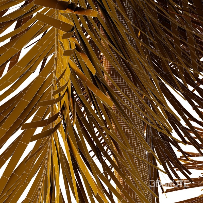 Roystonea Regia Tree 10 Image 3