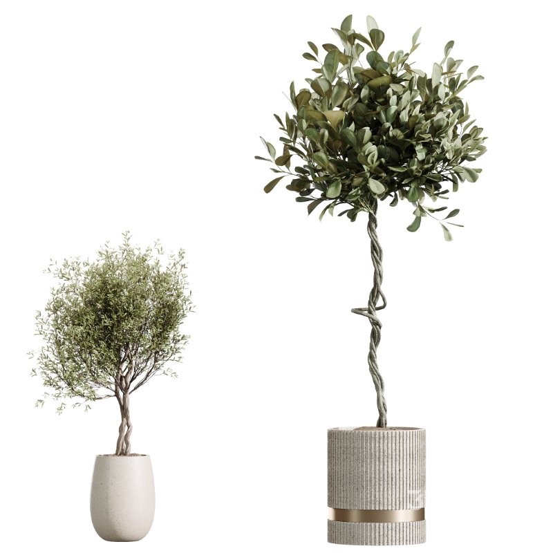 AV Indoor Plants Set 436 Ficus lyrata Areca Cat Reed Palm Ficus Elastica Olive tree Ficus macrocarpa Image 6