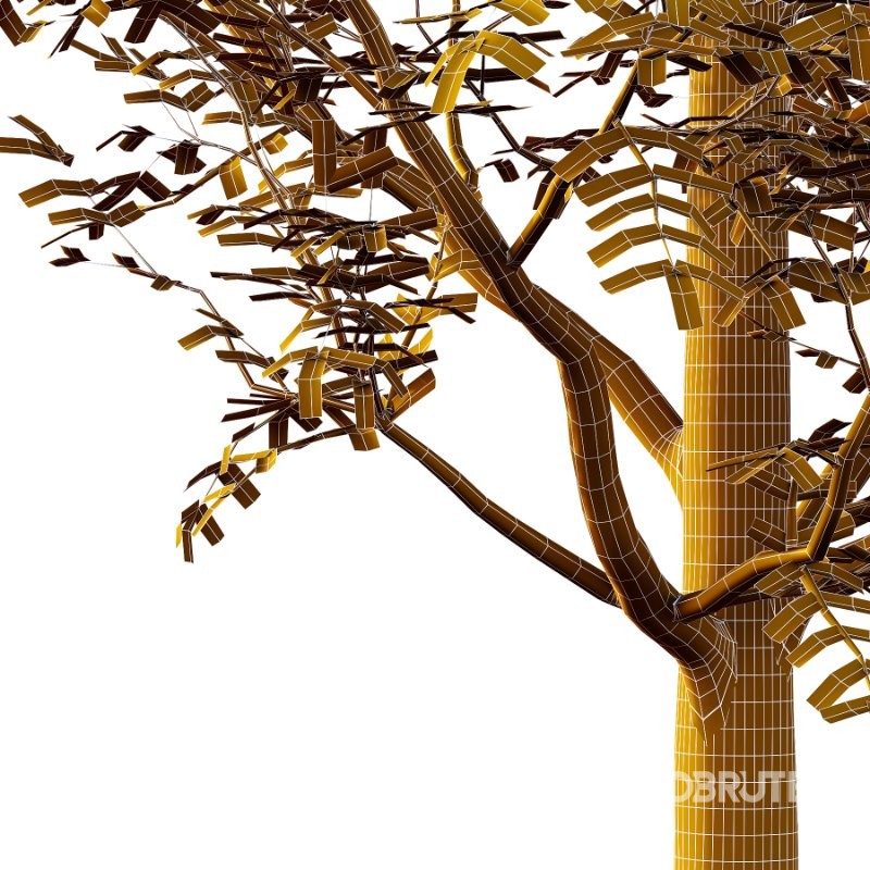 Rowan tree 19 Image 4