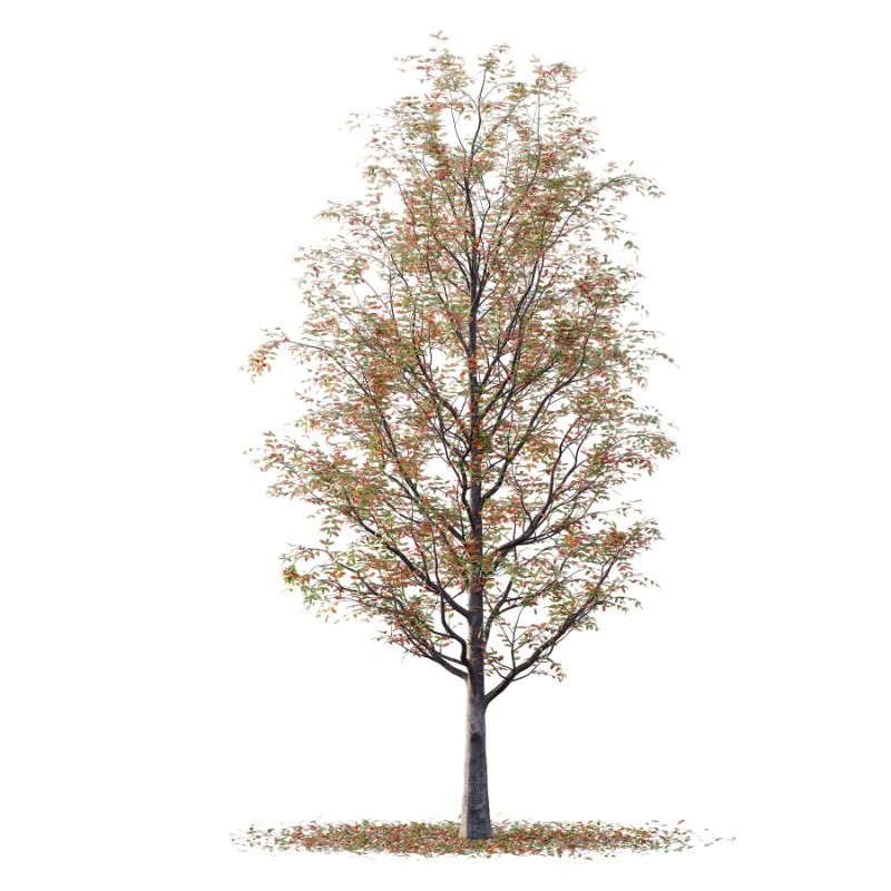 Rowan tree 19 Image 7