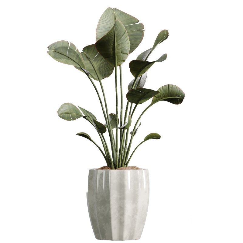 AV Indoor Plants Set 416 Olive tree and Areca Palm and Yucca Elephantipes and Ravenala Banana Image 2