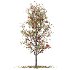 Rowan tree 19 - Thumbnail 2