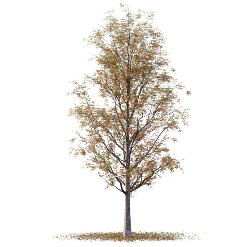 Rowan tree 19 Image 2