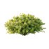 Spirea Japanese Bushes 01 - Thumbnail 2