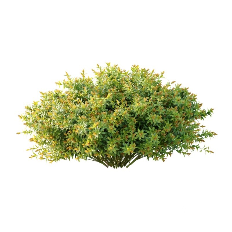 Spirea Japanese Bushes 01 Image 2