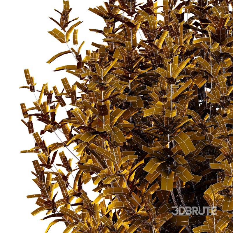 Spirea Japanese Bushes 05 Image 3