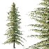 Alaska Cedar Tree 01 - Thumbnail 5