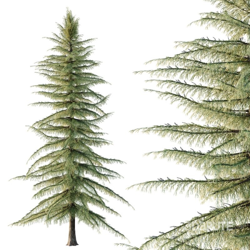 Alaska Cedar Tree 01 Image 5