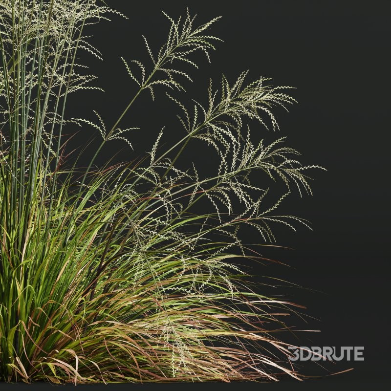 ntal grass collection featuring Stipa Arundinacea ‘Sweet’ and Carex Elata ‘Aurea’. This set combines the airy, flowing character of Stipa with the dense, arching structure and fresh golden-green tones of Carex, creating a natural balance that works beautifully in contemporary gardens, parks, urban landscapes, and architectural visualizations. Image 1