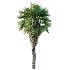 Chinese Fan Palm Tree 01 - Thumbnail 2